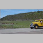R0020240_Yellowstone_Bison.jpg