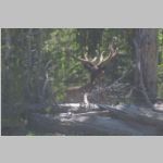 R0020244_Yellowstone_Elk.jpg