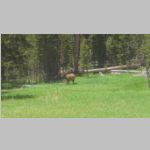 R0020293_Yellowstone_Elk.jpg