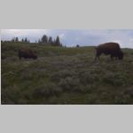 R0020429_Yellowstone_Bison.jpg