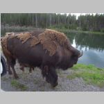 R0020443_Yellowstone_Bison.jpg