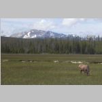 R0020497_Yellowstone_Elk.jpg