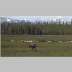 R0020501_Yellowstone_Elk.jpg