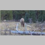 R0025079_Yellowstone_WestThumb_Elk.jpg